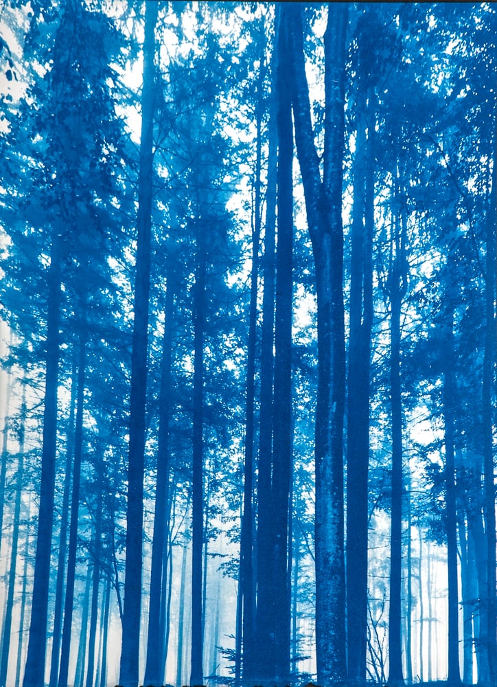 Image of Elisabeth Scheder-Bieschin Böhmerwald (Bohemian Forest), 2021