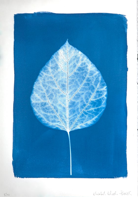 Image of Elisabeth Scheder-Bieschin Blattstudie (Leaf Study), 2021