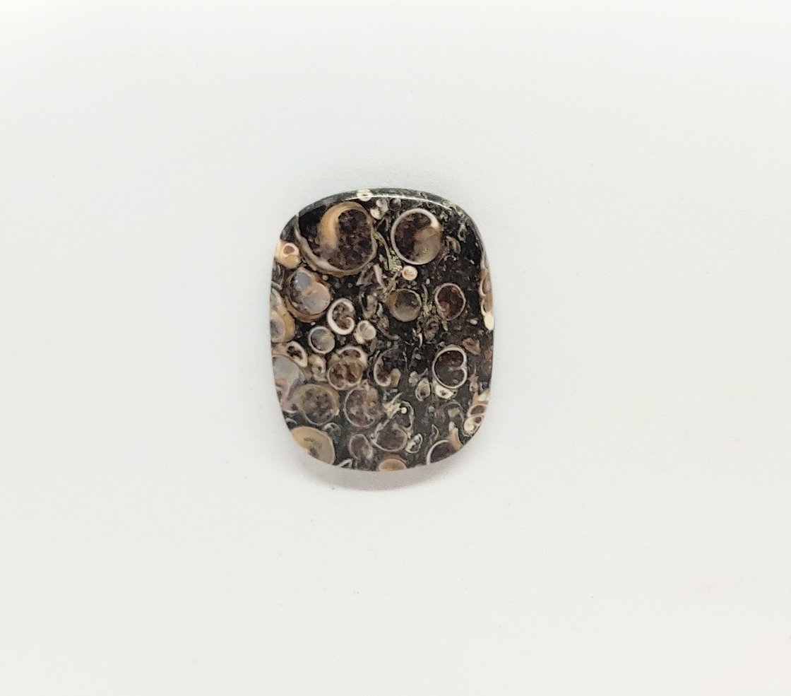 Image of Turitella Fossil Magnetic Pin #22-634