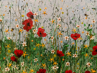 Image 4 of Poppy Meadow