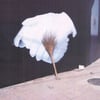 Sontag Shogun - "Flutter & Scrape" CD