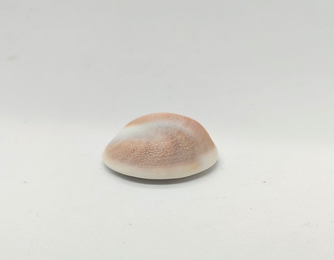 Image of St. Lucia Shell #22-628