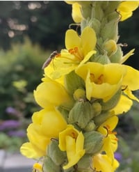 Image 1 of Mullein plant and seed selection box