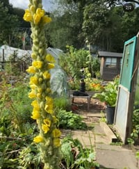 Image 2 of Mullein plant and seed selection box