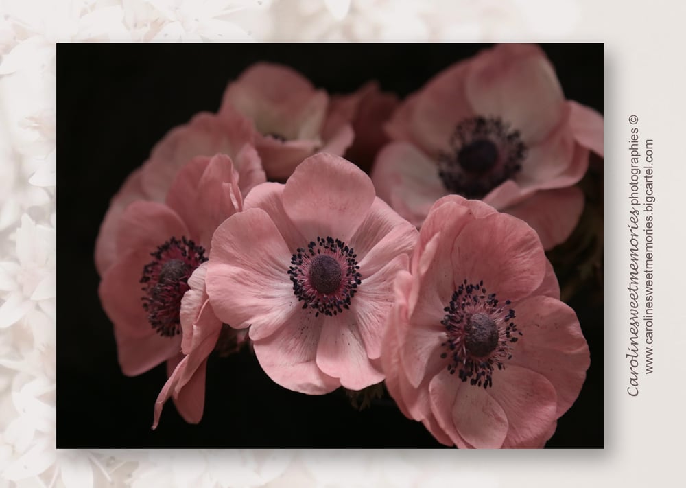 Image of Les anémones roses | carte postale