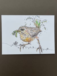 Image 1 of Dreoilín - Study