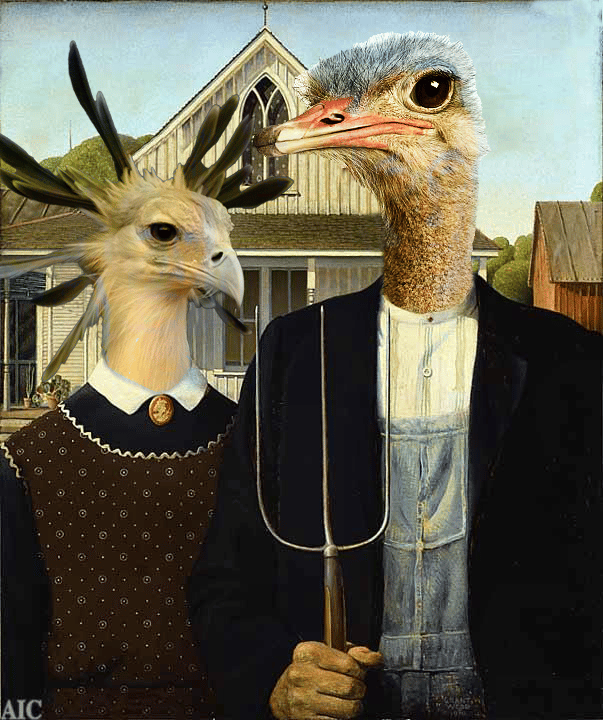 Image of American Ostrich
