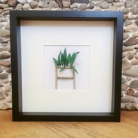 Image 3 of Calathea plant