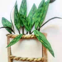 Image 2 of Calathea plant