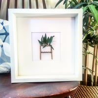 Image 5 of Calathea plant