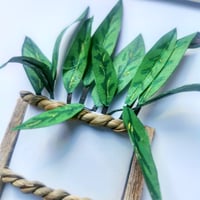 Image 4 of Calathea plant 