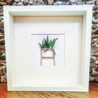 Image 1 of Calathea plant