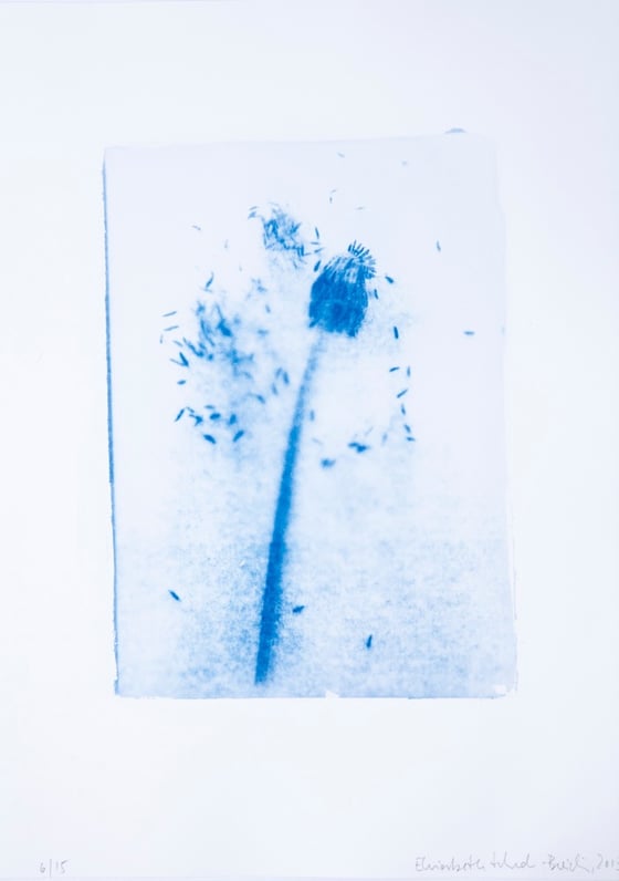 Image of Elisabeth Scheder-Bieschin Löwenzahn, 2015 6/15