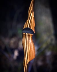 Image 3 of 2020-12: Black Walnut Hybrid