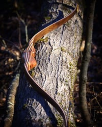 Image 2 of 2020-12: Black Walnut Hybrid
