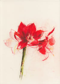 Amaryllis 