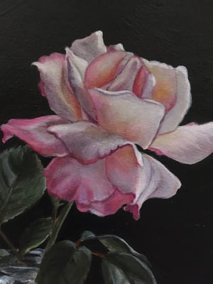 Image of Pink and White Rose - Original Painting
