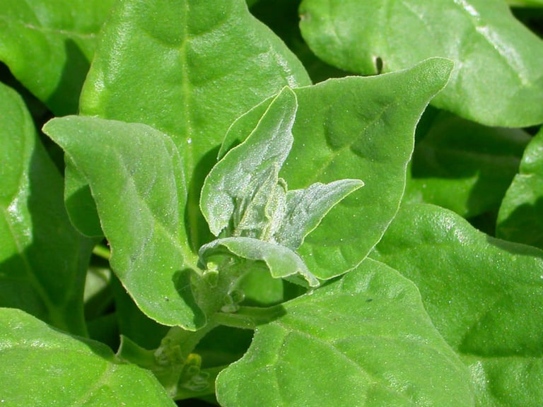 NZ Spinach