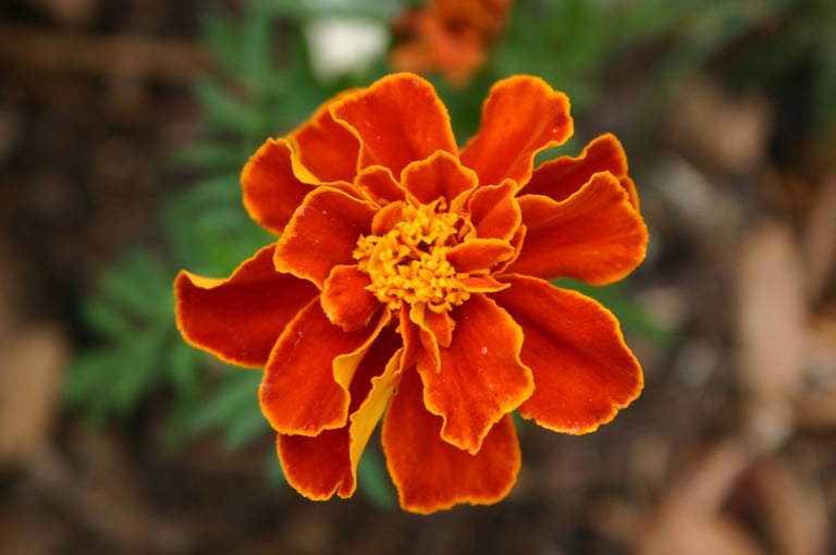 Marigolds Image 2