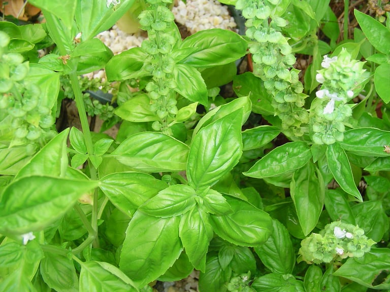 Organic Basil