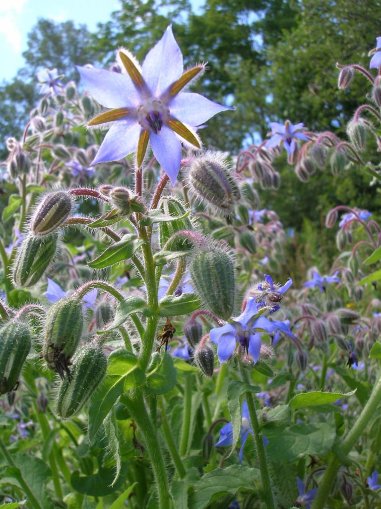 Borage