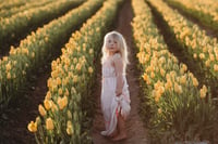 Image 1 of Golden Hour at the Tulips 