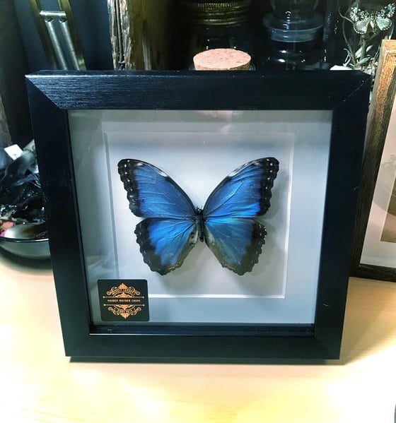 Image of Framed Blue Morpho Helenor 