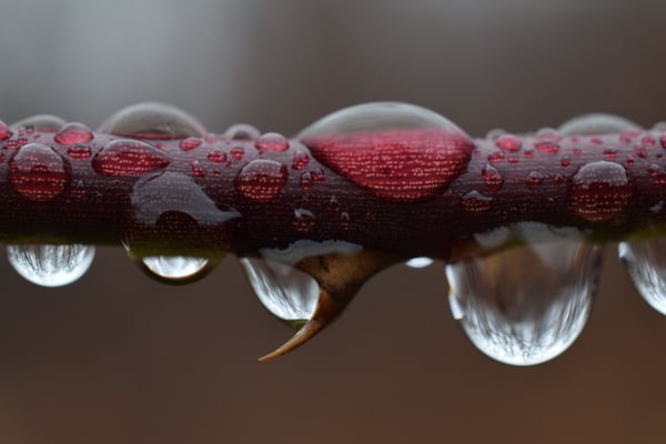 Image of Water Drops on Rose Branch