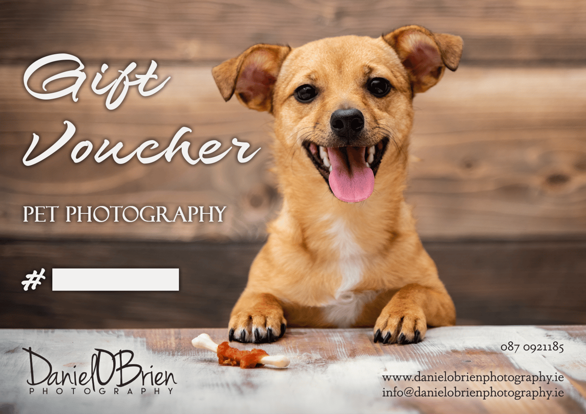 Image of Pet Photography Session