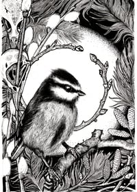 Image 1 of Meantán gorm- Bluetit