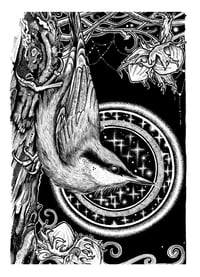 Image 1 of Cnóshnag- Nuthatch