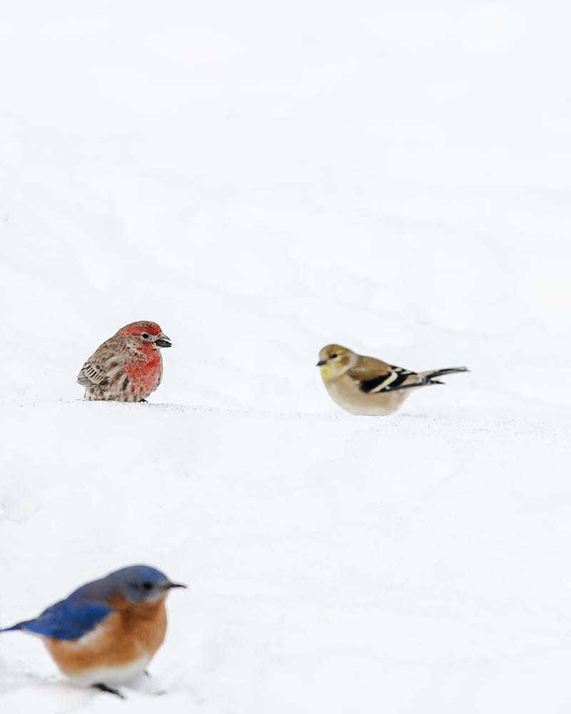 Image of Three Birds