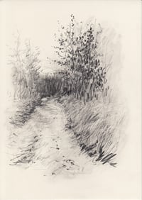 Forest path no. 2