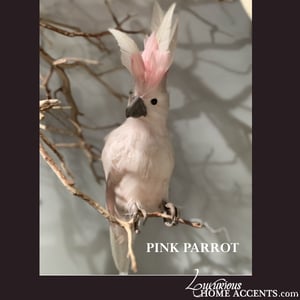 Image of Pink Parrot Feathered Bird