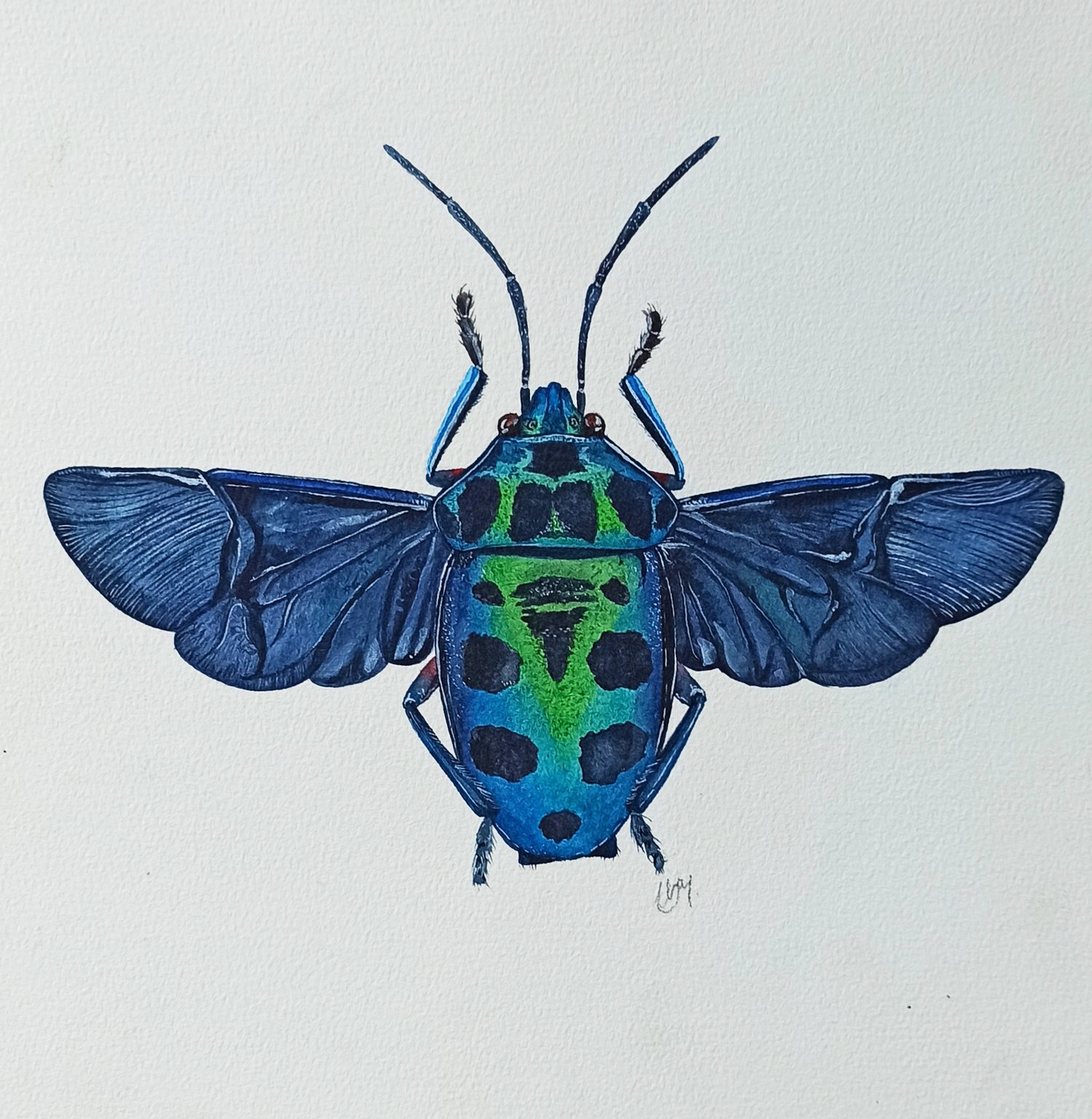 Image of Chrysocoris Beetle Watercolor Illustration ORIGINAL ARTWORK 