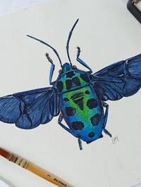 Image 2 of Chrysocoris Beetle Watercolor Illustration ORIGINAL ARTWORK 