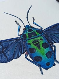 Image 5 of Chrysocoris Beetle Watercolor Illustration ORIGINAL ARTWORK 