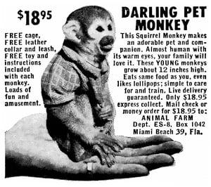 Image of 'Darling Pet Monkey' T-shirt