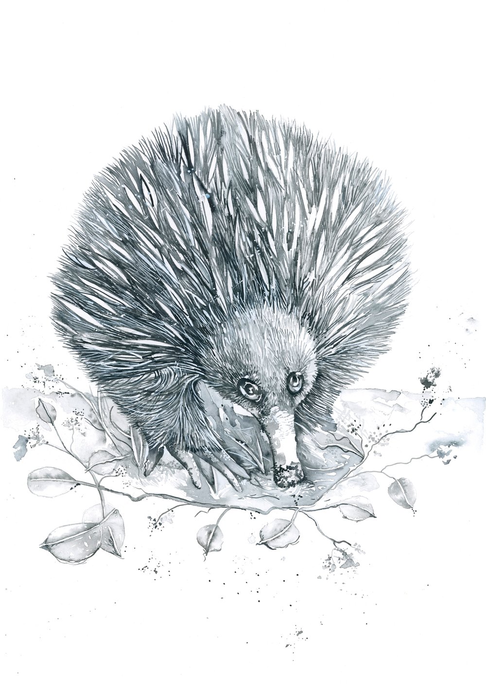Image of Spike the baby Echidna