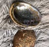 ABALONE SHELL