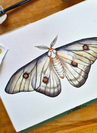 Image 3 of Ghostly Moth ORIGINAL ARTWORK