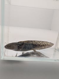 Image 1 of Starburst Wild Juvenile Axolotl