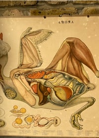 Image 4 of Antique Swedish Teaching chart - Chicken & The Egg