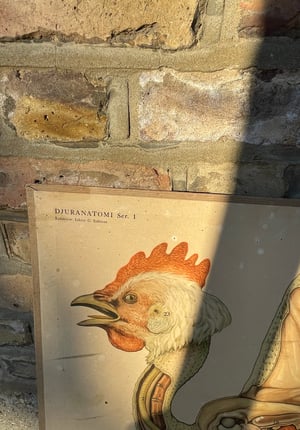 Image of Antique Swedish Teaching chart - Chicken & The Egg