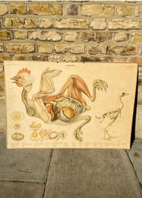 Image 1 of Antique Swedish Teaching chart - Chicken & The Egg