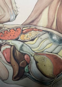 Image 5 of Antique Swedish Teaching chart - Chicken & The Egg