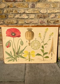 Image 1 of Antique Swedish Beautiful Teaching chart - Poppy 