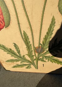 Image 2 of Antique Swedish Beautiful Teaching chart - Poppy 