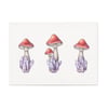 Amethyst Mushrooms