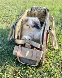 Image 2 of Small Luxury Designer - Pet Cat Dog Chicken Carrier | Mocca